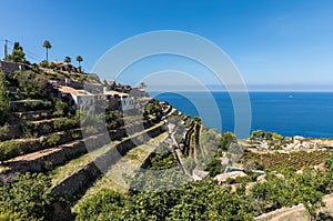 Cultivated terraces in Banyalbufar