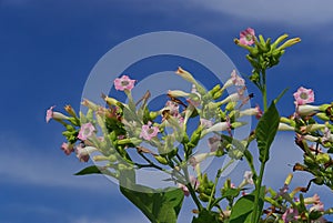 Cultivated Tobacco 08