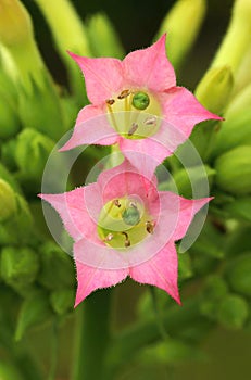 Cultivated tobacco flower Nicotiana tabacum