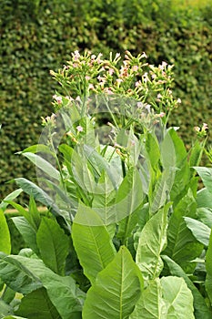 Cultivated tobacco flower Nicotiana tabacum