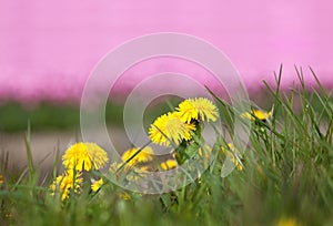 Cultivated tulips and dandelions