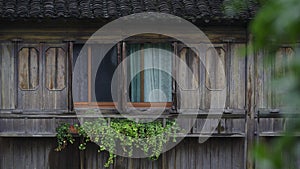 Cultivated vegetation by the window