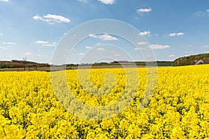 Cultivated yellow raps field in France