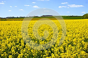 Cultivated yellow raps field in France