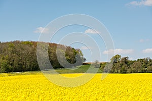 Cultivated yellow raps field in France