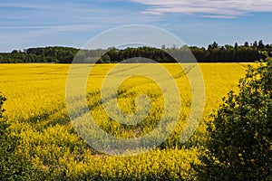 Cultivated yellow raps field in Lithuania