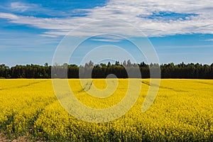 Cultivated yellow raps field in Lithuania