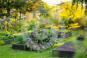 Cultivating beetroots in summer season. Growing own herbs and vegetables in a homestead