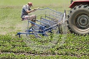 Cultivating field of young soybean crops with row crop cultivator machine