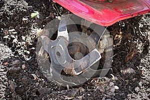 Cultivating garden soil in the spring with a rototiller