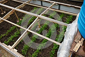 Cultivating herbs in winter and early spring in greenhouse conditions for protecting greeneries from bad weather.
