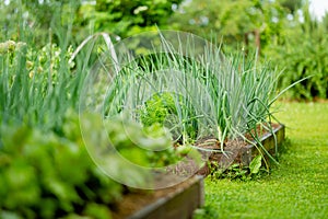 Cultivating onions in summer season. Growing herbs and vegetables in a homestead. Gardening and lifestyle of self-sufficiency