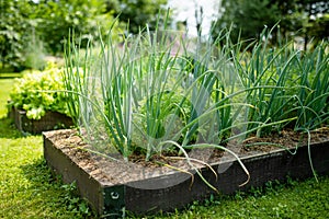 Cultivating onions in summer season. Growing herbs and vegetables in a homestead. Gardening and lifestyle of self-sufficiency