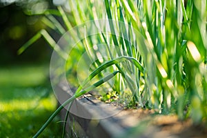 Cultivating onions in summer season. Growing herbs and vegetables in a homestead. Gardening and lifestyle of self-sufficiency