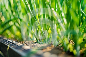 Cultivating onions in summer season. Growing herbs and vegetables in a homestead. Gardening and lifestyle of self-sufficiency