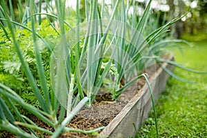 Cultivating onions in summer season. Growing herbs and vegetables in a homestead. Gardening and lifestyle of self-sufficiency