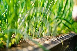 Cultivating onions in summer season. Growing herbs and vegetables in a homestead. Gardening and lifestyle of self-sufficiency