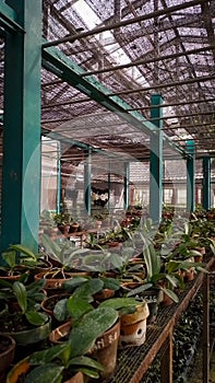 cultivating orchids grown in greenhouses