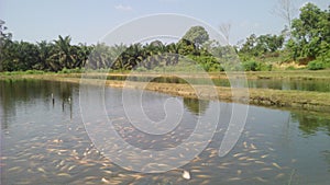 Cultivating red tilapia fish in earthen ponds photo
