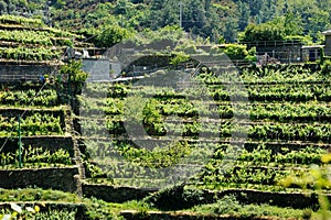 Cultivating of wine grapes in the vineyards around Corniglia village, one of the five centuries-old villages of Cinque Terre,