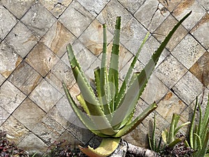 Cultivation of Aloe Vera in the garden for decoration with stone wall