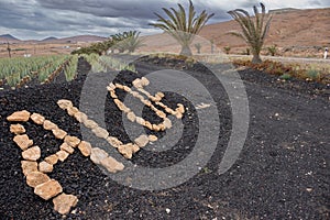 Aloe vera farm, Tiscamanita, Fuerteventura, Spain photo