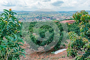 cultivation of avocado (Persea Americana) papelillo variety