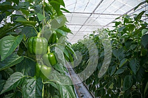 Cultivation of bell peppers