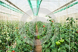 Cultivation bell peppers in a commercial greenhouse