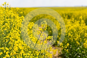 Cultivation of breeding varieties of rapeseed. Yellow rapeseed plants on fertile soils.