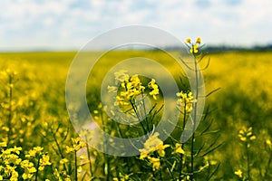 Cultivation of breeding varieties of rapeseed. Yellow rapeseed plants on fertile soils.