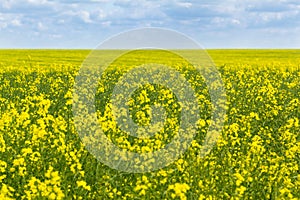 Cultivation of breeding varieties of rapeseed. Yellow rapeseed plants on fertile soils