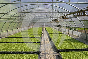 Cultivation of brown tobacco in France photo