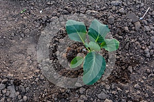 Cultivation of cabbage seedlings in peat capsules and cups