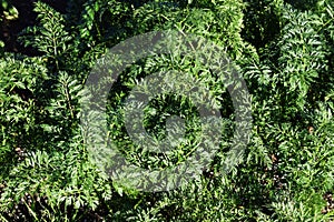 Cultivation of carrot