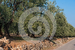 Cultivation of centenary olive trees along a road in southern Italy