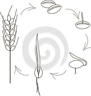 The cultivation of cereal seeds icons, agronomy. Thin black lines on a white background. Planting seeds, shoots, sprouts, spike