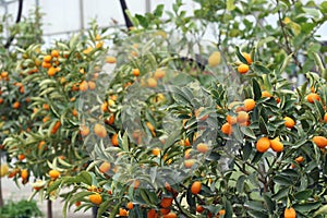 Cultivation of citrus fruits