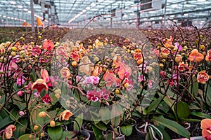 Cultivation of colorful tropical flowering plants orchid family Orchidaceae in Dutch greenhouse with UV IR Grow Light for trade