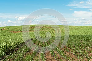 Cultivation of corn at the base of the mountains in the valley