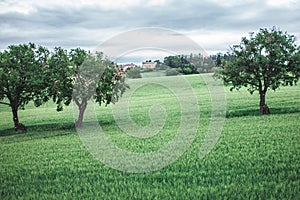 Cultivation in the countryside on the Italian hills