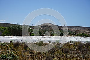 Cultivation of crops in Malta.  Triq Tal-Prajjet, Il-Mellieha, Malta. photo