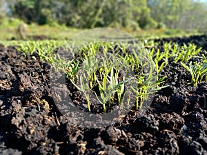 cultivation of crops on peatlands