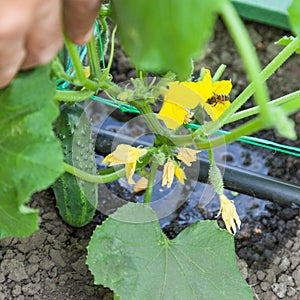 Cultivation of cucumbers, drip irrigation