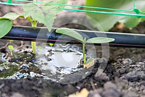 Cultivation of cucumbers, drip irrigation