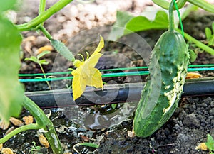 Cultivation of cucumbers, drip irrigation