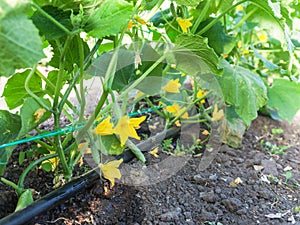 Cultivation of cucumbers, drip irrigation