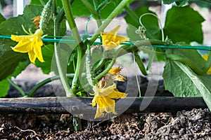 Cultivation of cucumbers, drip irrigation photo