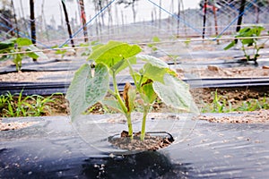 Cultivation of cucumbers  drip irrigation system