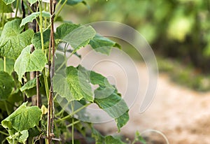 Cultivation of cucumbers in the garden, Luang Prabang, Laos. Close-up.